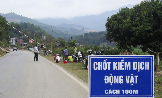 Điện Biên: Ban hành công điện khẩn về phòng chống dịch tả lợn châu Phi